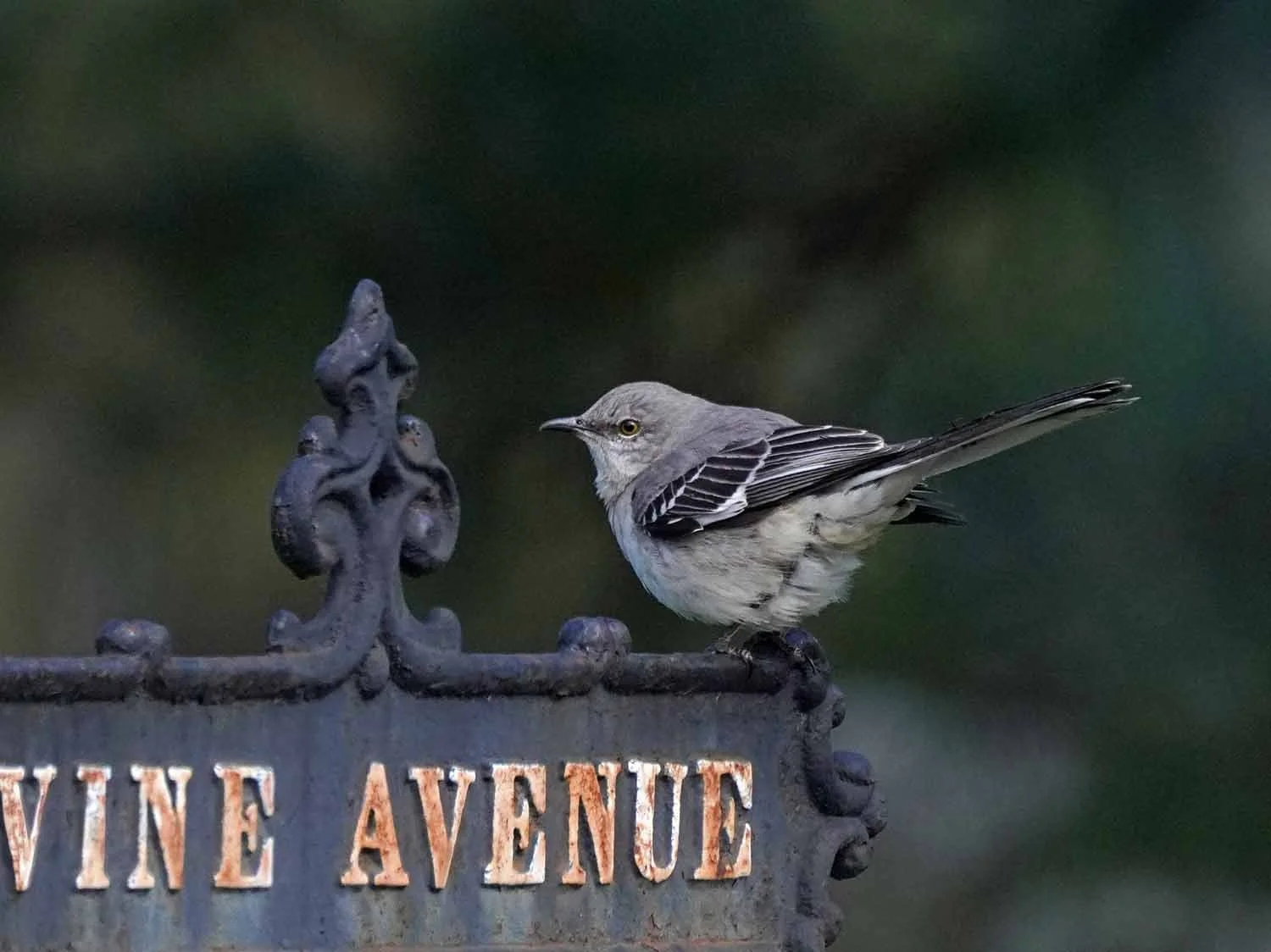 ◆大感謝祭!! Mockingbird コンクリートモデル G1G22385 File:Mockingbird in Bay Ridge (85082).jpg - Wikipedia